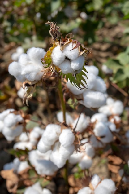 Agricultura de campos de algodão (Turquia Izmir Foca)