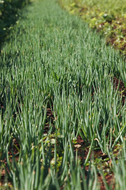 Agricultura de Cebola no Brasil