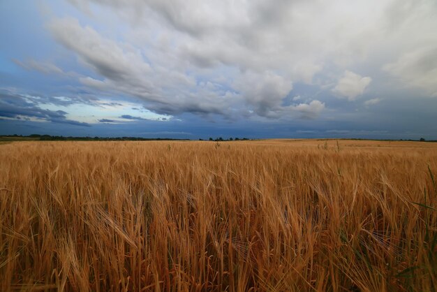 agricultura de crise de fundo de colheita de grãos