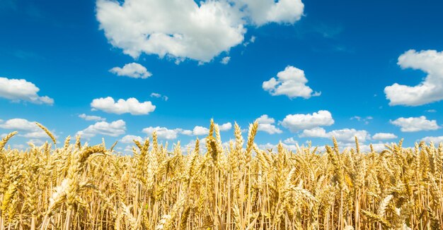 Agricultura de milharal com céu azul nublado no verão