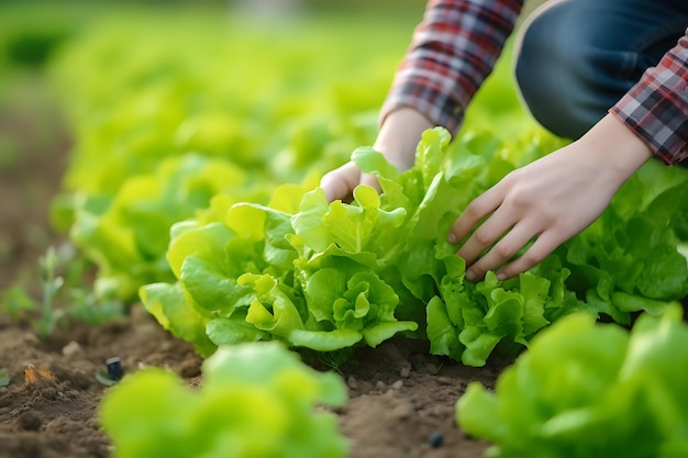 Agricultura ecológica cortando con podadora y poniendo cultivo de hortalizas en cesta Cosecha de hortalizas ecológicas