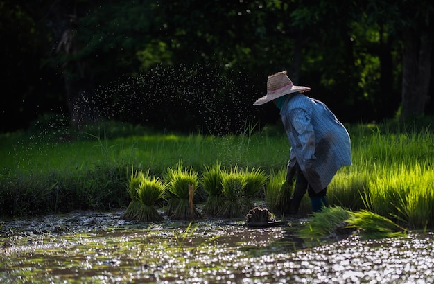 agricultura em campos de arroz