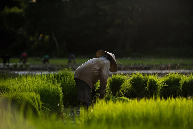 agricultura em campos de arroz