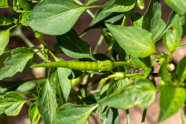 Agricultura em campos de pimenta