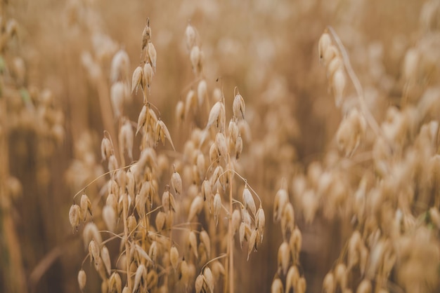 Agricultura Espigas de avena orgánica en el campo.