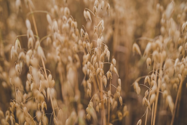 Agricultura Espigas de avena orgánica en el campo.