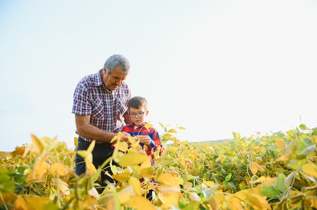 Agricultura familiar. Abuelo de agricultores con nieto en campo de soja. El abuelo enseña el negocio familiar al nieto.