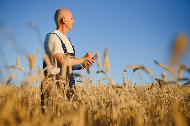 Agricultura, fazendeiro ou agrônomo inspeciona a qualidade do trigo no campo
