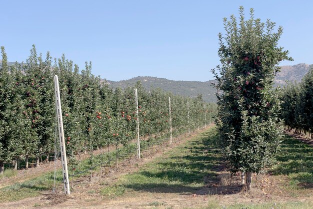 Agricultura Filas de manzanos crecen en las montañas en un día soleado de verano