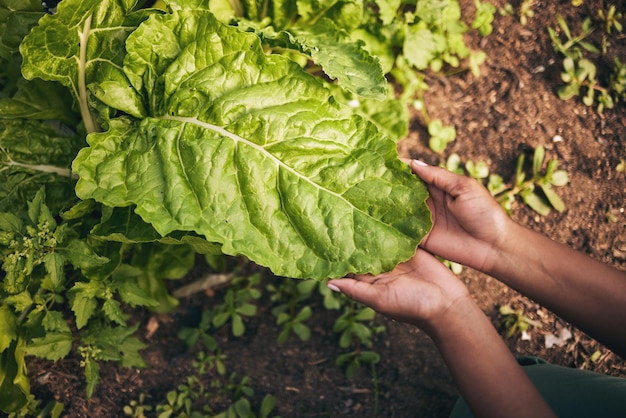 Agricultura foliar e fazenda com mãos de pessoa para sustentabilidade ambiental e natureza Planta de solo e jardinagem com close do agricultor no campo rural para ecologia orgânica e crescimento