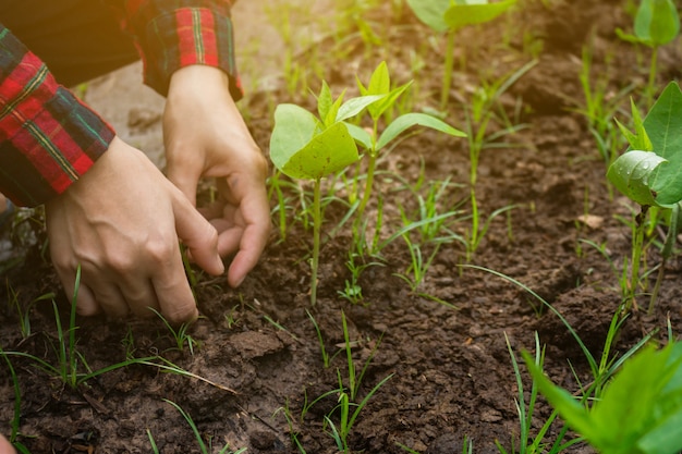 La agricultura gestiona huerta para cultivar.