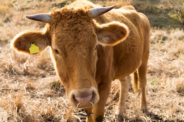 Agricultura de las granjas de vacas