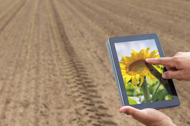 Agricultura inteligente. Agricultor que usa la plantación de girasol de tabletas. Concepto de agricultura moderna.