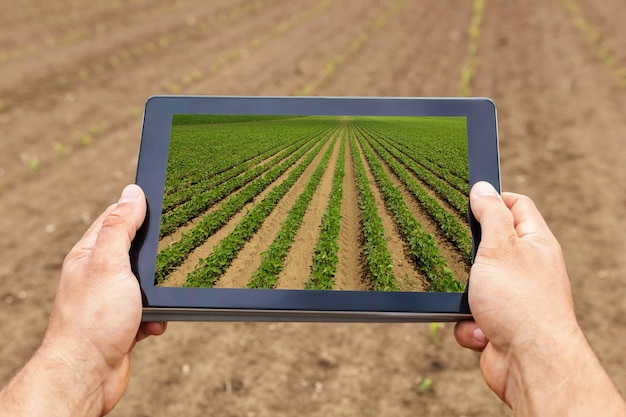 Agricultura inteligente. Agricultor con tableta Plantación de soja. Concepto de agricultura moderna.