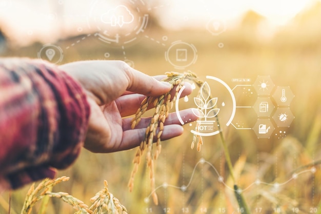 Agricultura inteligente y agricultura orgánica Mujer estudiando el desarrollo de variedades de arroz en un campo de arroz