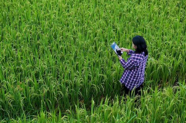 Agricultura inteligente com conceito de Internet das coisas IoT Agricultura e tecnologia moderna