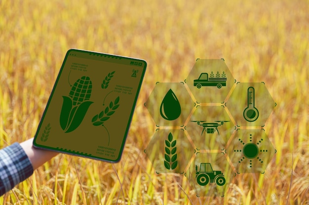 Agricultura inteligente com internet das coisas conceito de iot agricultura e tecnologia moderna são usadas para gerenciar colheitas análise de insights, como condições meteorológicas do solo e campo de arroz de cultivo ambiental