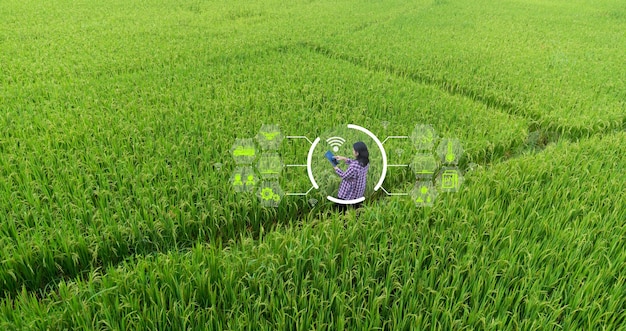 Agricultura inteligente con concepto de Internet de las cosas IoT Agricultura y tecnología moderna