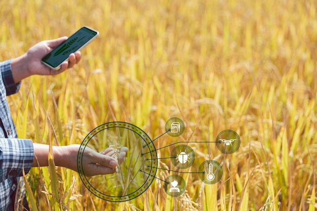 Agricultura inteligente con el concepto de IoT de Internet de las cosas La agricultura y la tecnología moderna se utilizan para administrar los cultivos Análisis de información como las condiciones climáticas del suelo y el campo de arroz de cultivo ambiental