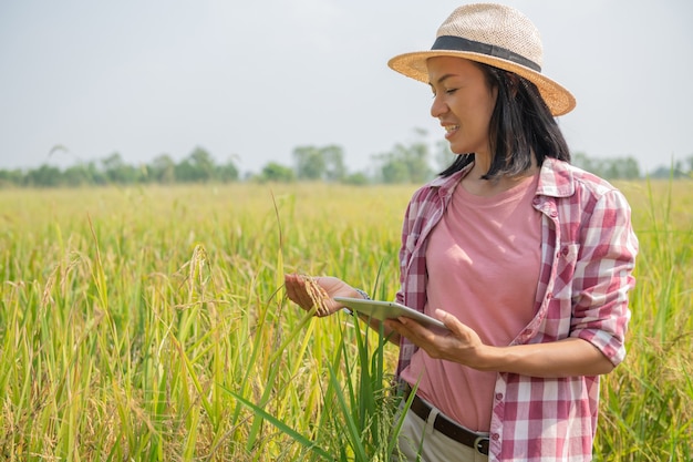 Agricultura inteligente utilizando tecnologías modernas en la agricultura. Granjero agrónomo joven asiático con tableta digital en campo de arroz usando aplicaciones e internet, granjero cuida su arroz.