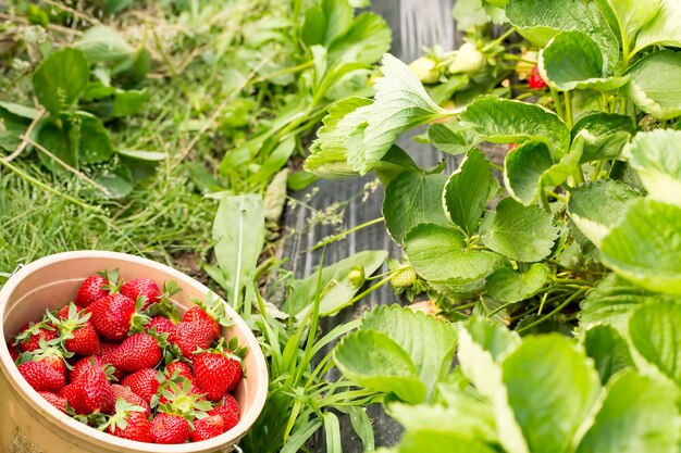 Agricultura de invernadero de campo de fresas rojas frescas. Turquía / Esmirna / Emiralem