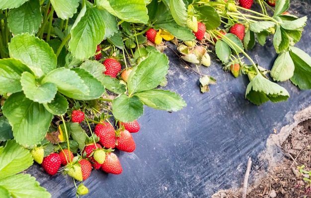Agricultura de invernadero de campo de fresas rojas frescas. Turquía / Esmirna / Emiralem