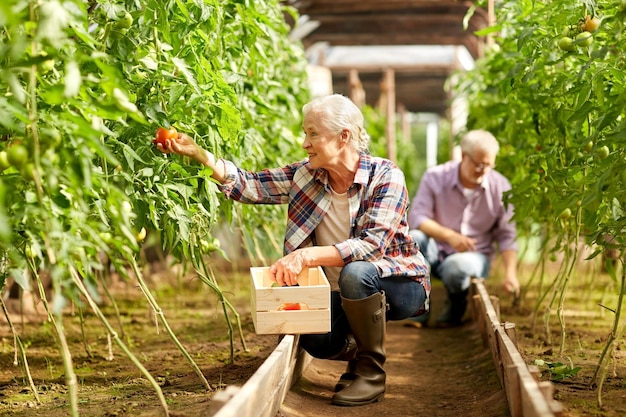 agricultura, jardinagem, velhice e conceito de pessoas - mulher sênior e homem colhendo colheita de tomates em estufa na fazenda