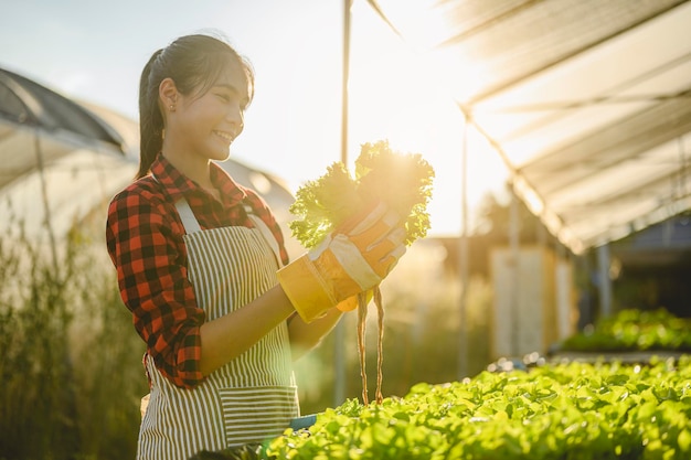 Agricultura, jardinero, granja, cosecha, vegetal, concepto de tecnología. El jardinero cosechando lechuga en casa de cultivo de hortalizas en la mañana.