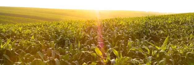 Agricultura de maíz Naturaleza verde Campo rural en tierras de cultivo en verano Crecimiento de plantas Escena agrícola