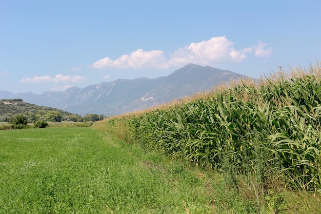 Agricultura Milho crescendo Épiro Grécia