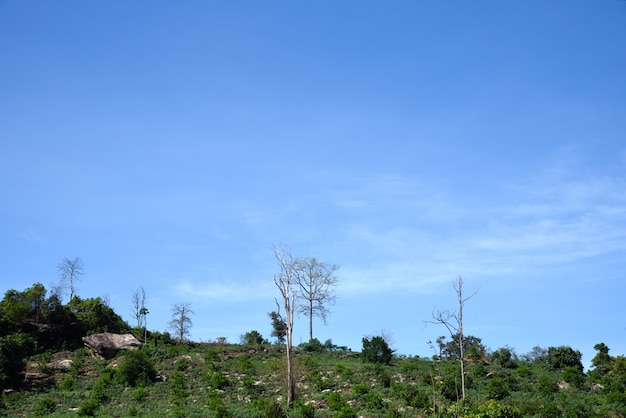 Agricultura na montanha na tailândia