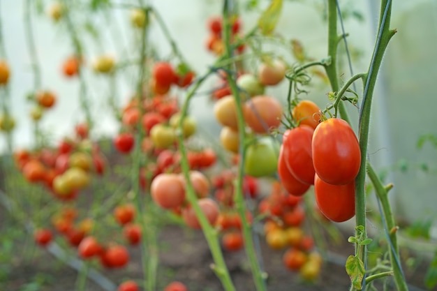 Agricultura orgánica hermosa planta de tomate en una rama en una casa verde en el campo poco profundo de primer plano