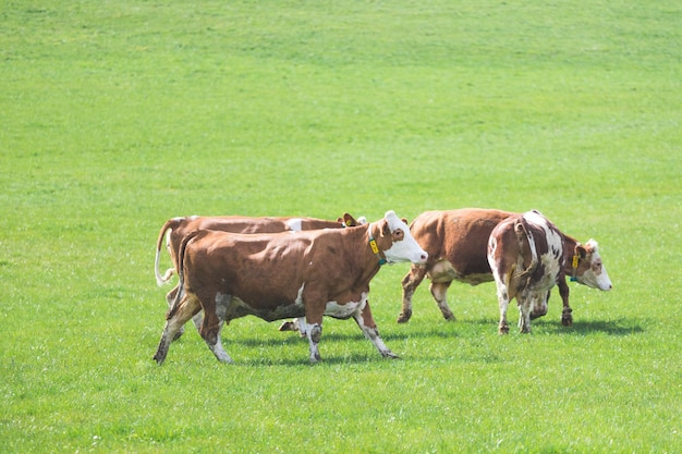 Agricultura orgânica na Áustria As vacas estão pastando na primavera do prado