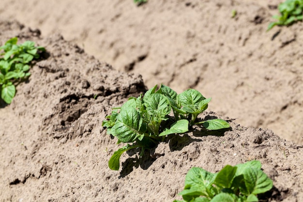 Agricultura Patatas verdes