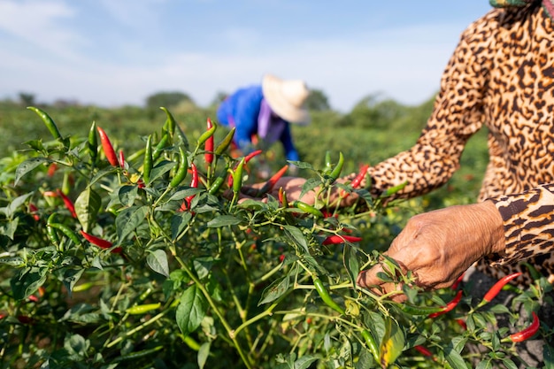 Agricultura de pimiento rojo cosecha de pimientos rojos en una granja de chile agrícola asiática