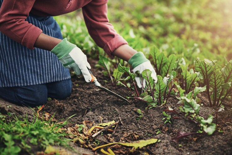 Foto agricultura planta e semente com a mão no campo para sustentabilidade ambiente e fornecedor de legumes crescimento primavera e agricultura com pessoa no campo para permacultura orgânica e colheita
