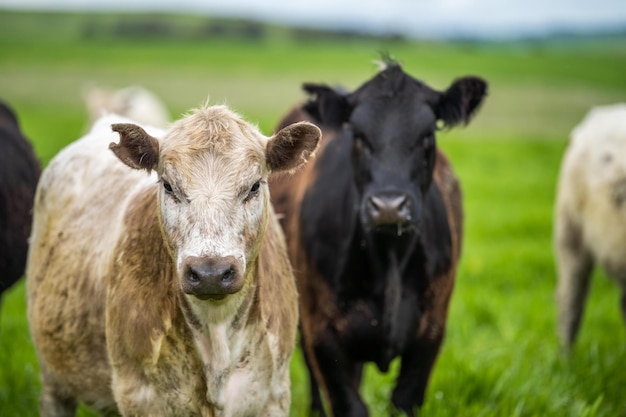 Agricultura regenerativa em uma fazenda na Austrália cultivando micróbios do solo