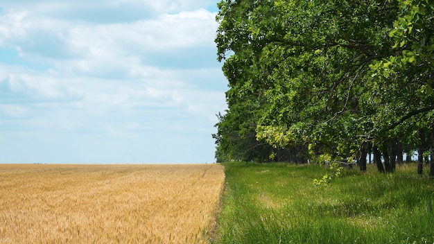 Agricultura regenerativa, gestión integral, concepto de problema agrícola