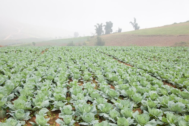 Agricultura repolho