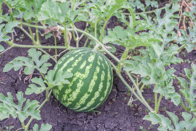 Agricultura Sandía natural