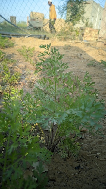 agricultura y silvicultura