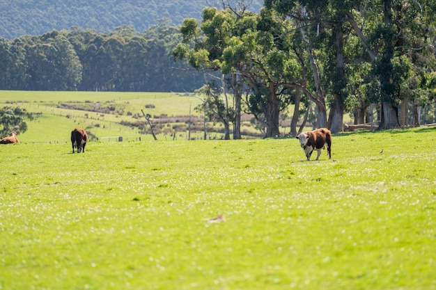 Agricultura sostenible regenerativa orgánica granja que produce ganado vacuno de carne wagyu ganado pastoreando en un paddock ganado vacuno en un campo en un rancho en primavera