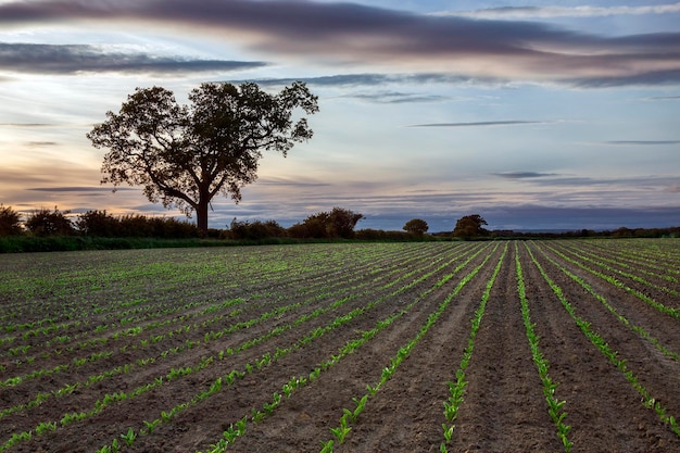 Foto agricultura de tierras de cultivo de nuevo crecimiento