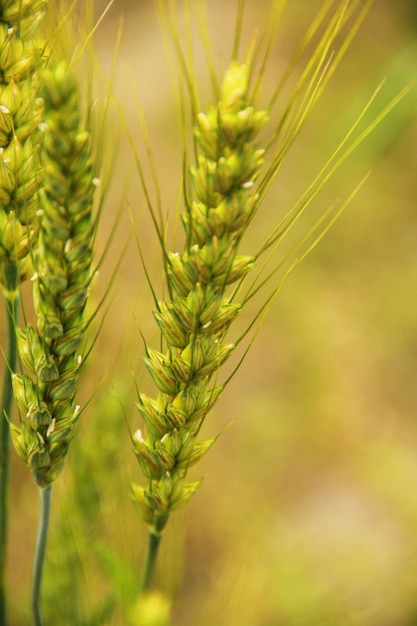 Foto agricultura de trigo de cerca