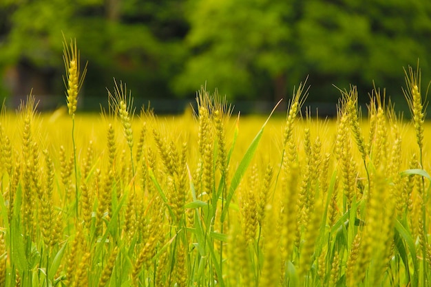 Foto agricultura del trigo de cerca