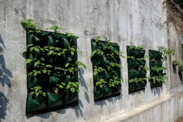 agricultura urbana, jardim vertical.jardinagem em terreno limitado com um saco de plantador. espinafre, mostarda verde.