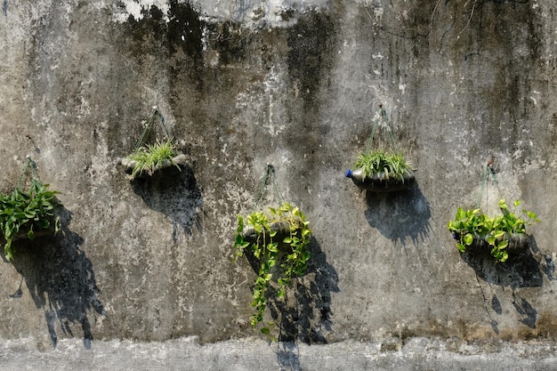 Agricultura urbana. plantas ornamentales con botellas de agua mineral usadas colgadas en la pared. agricultura.