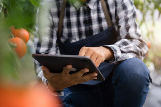 La agricultura utiliza tabletas de control de producción para monitorear la calidad de las verduras y el tomate en el invernadero Agricultor inteligente que usa una tecnología para estudiar