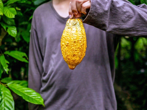Foto agricultura vagens de cacau amarelas maduras nas mãos de um rapaz agricultor colhidas numa plantação de cacau