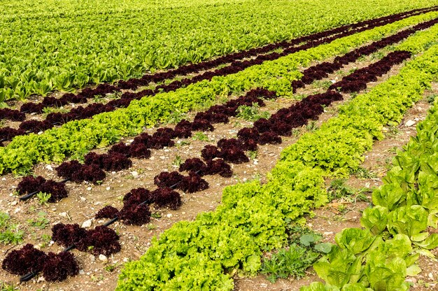 Agricultura Varios tipos de lechuga de hoja crecen en el campo